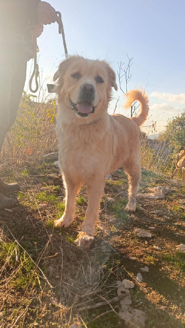 River, un amore di Simil Golden Retreiver Foto 5